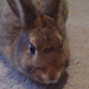 Meet your Posher, Carter